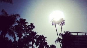 An L.A. Palm Tree