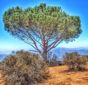 Wisdom Tree at Burbank Peak