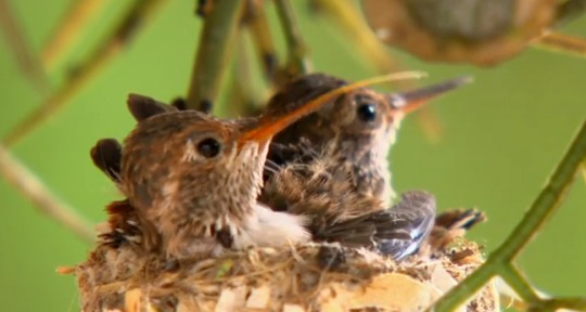 Baby Hummingbirds