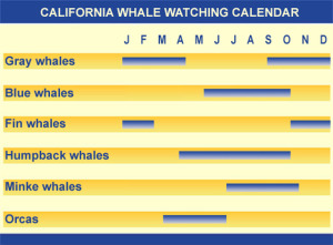 California Whale Watching Guide