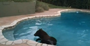 Bear in Sierra Madre Pool