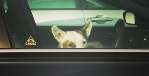 Dog Locked in Car