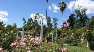 Los Angeles Arboretum Rose Garden