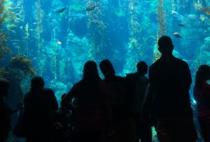 The California Science Center Aquarium. Credit: Brian Champlin.