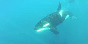 Orcas Encountered Off Coast of Palos Verdes