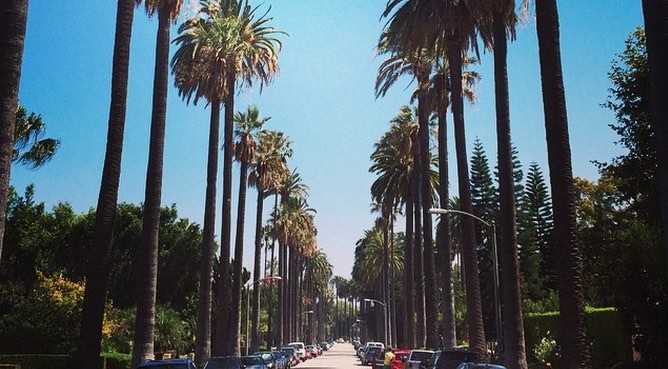 Beverly Hills Palm Trees