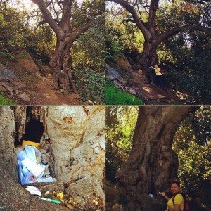 Giving Tree Bronson Canyon