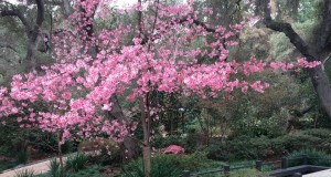 Descanso Gardens Cherry Blossoms