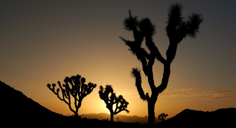 Joshua Tree National Park