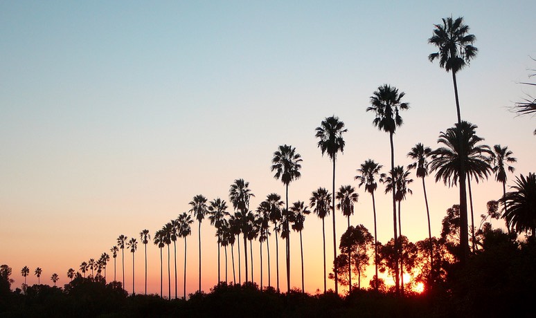 Elysian Park Palm Trees