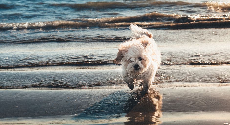 Dog Beach Featured