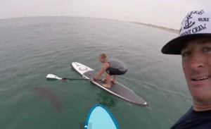 Great White Spotted by Paddle Boarders