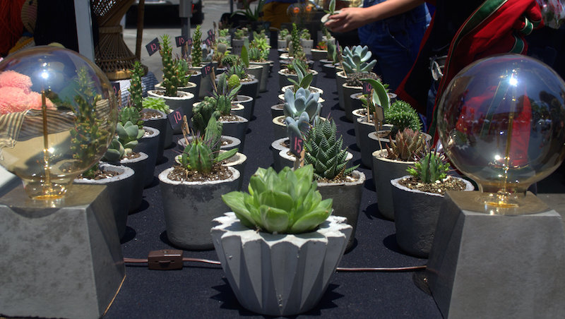 Succulents For Days at The Rose Bowl Flea Market