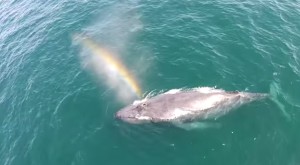 Humpback Whale Rainbow