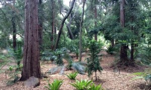 Descanso Gardens Ancient Forest