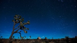 Geminid Meteor above a Joshua Tree