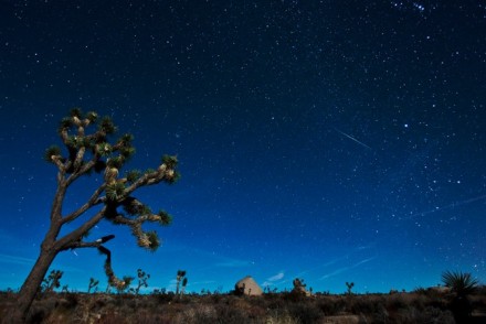 Geminid Meteor above a Joshua Tree