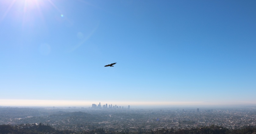 Bird in flight Griffith Park