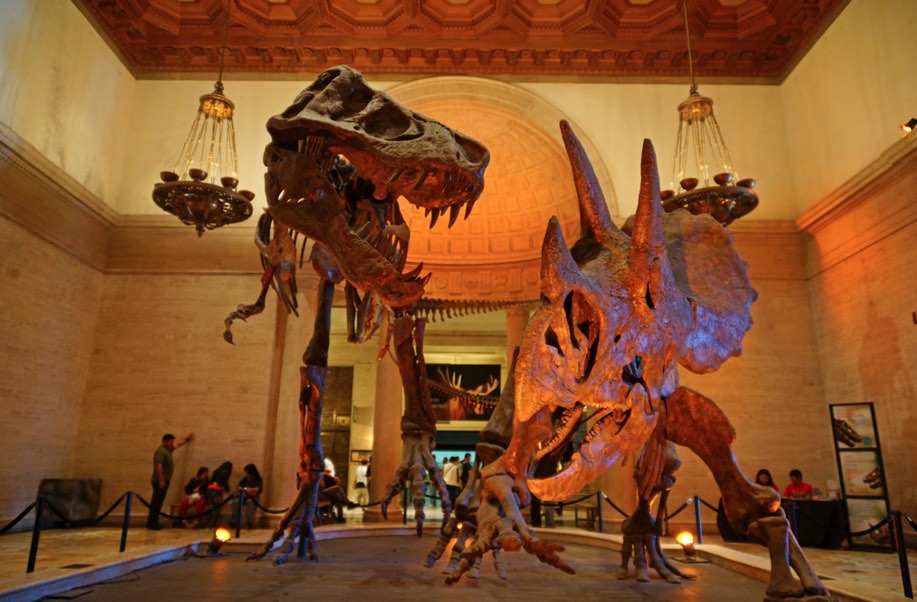 Natural History Museum Dinosaurs