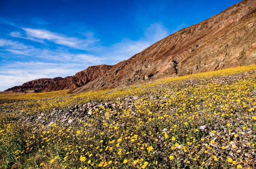 Death Valley Wildflower Bloom