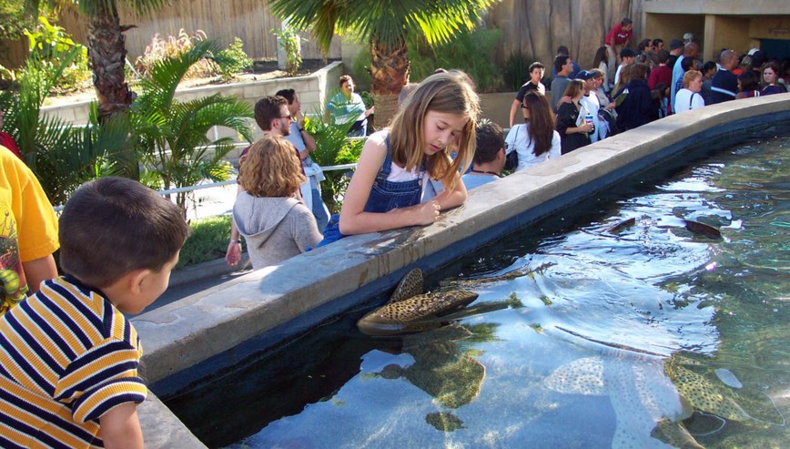 the shark's lagoon