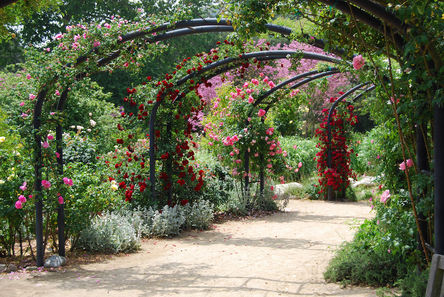 Descanso Gardens Reopens on May 16 With Timed Tickets