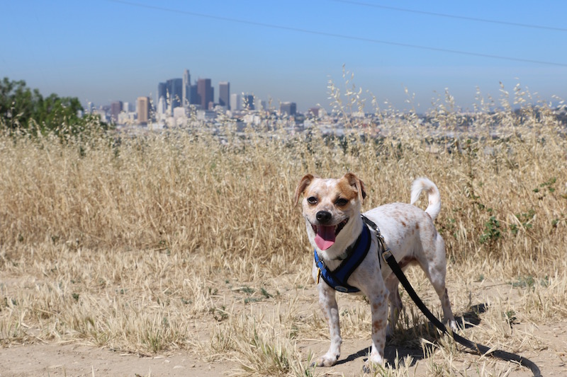 Ascot Hills Park