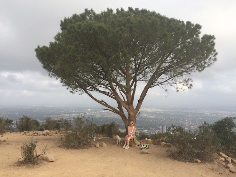 Wisdom Tree dog