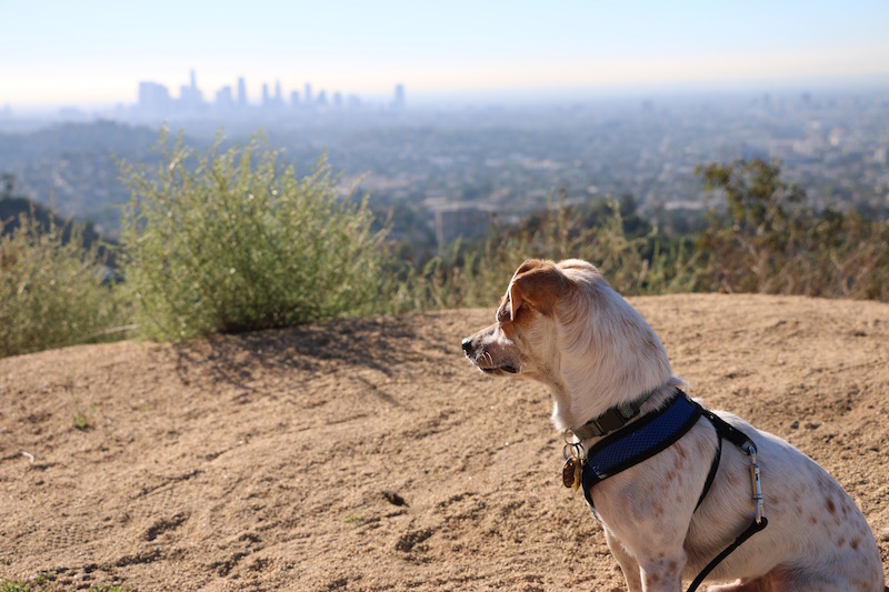 Griffith Park view