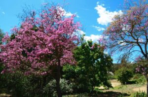descanso-gardens-blossoms