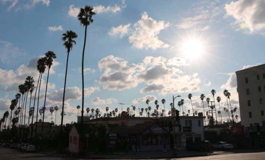 Palm Trees Beverly Blvd