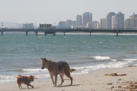 Dogs at Rosie's Dog Beach