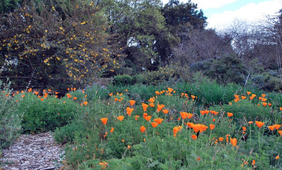 16 Gorgeous Los Angeles Botanical Gardens You Definitely Need To