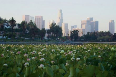 Echo Park Lake Lotus Flowers