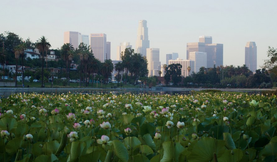 Echo Park Lake Lotus Flowers