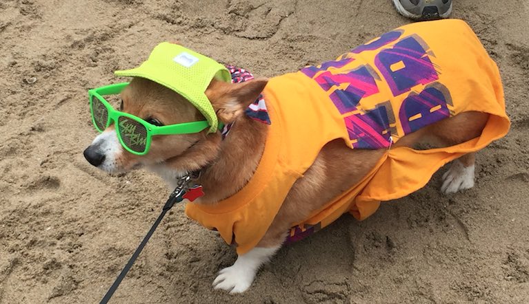 SoCal Corgi Beach Day 2016