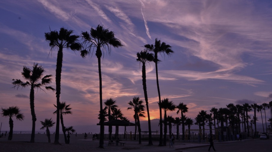 Palm trees Venice Beach