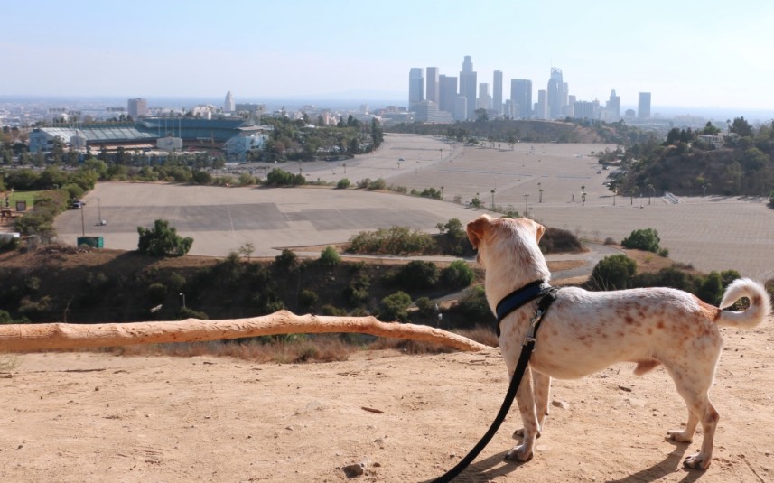 elysian-park-view-dtla