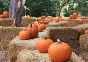 spooky stories at descanso gardens featured