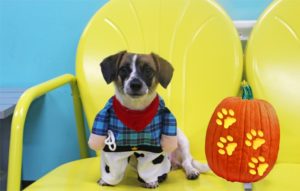 the dog cafe halloween featured