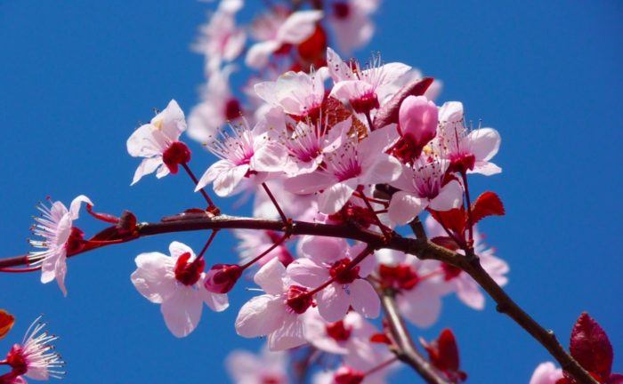 Cherry Blossom Festival at South Coast Botanic Garden