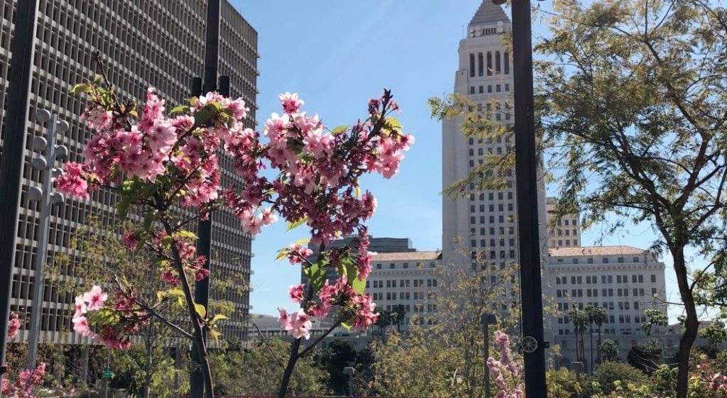 Grand Park Spring Flowers