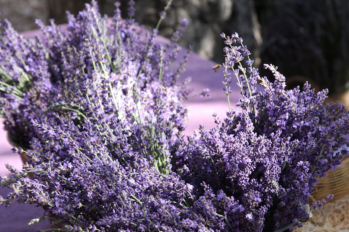 ojai lavender festival