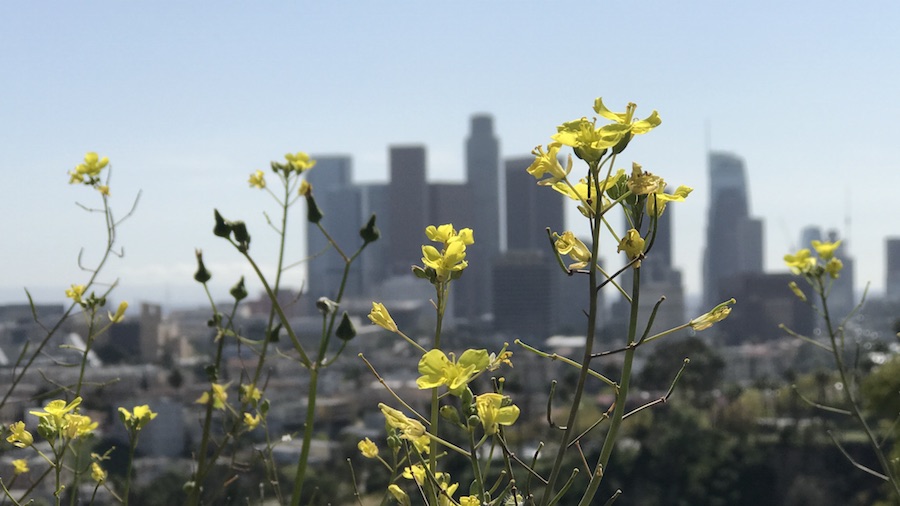 Wildflowers overlooking DTLA.