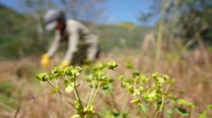 National Trails Day in Santa Monica Mountains