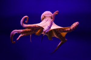 Cephalopod Movie Night with Atlas Obscura & Science Friday at Bob Baker Theater