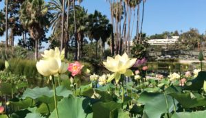 Echo Park lotus flowers
