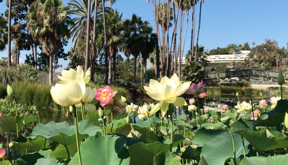 The Return of Echo Park's Lotus Festival