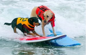 Surf City Surf Dog Competition 2017