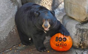 Boo at the LA Zoo 2017